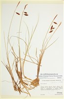 藏品(濕生薹草)的圖片